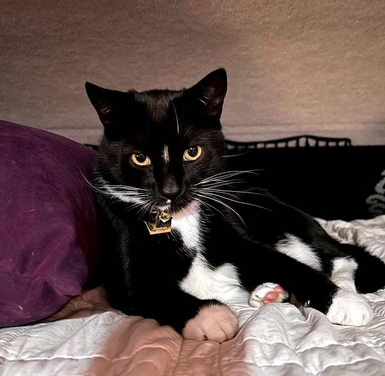 A black tuxedo cat with white paws and chest lies on a white blanket, staring into the camera. His eyes are yellow, and he leans against a purple pillow.