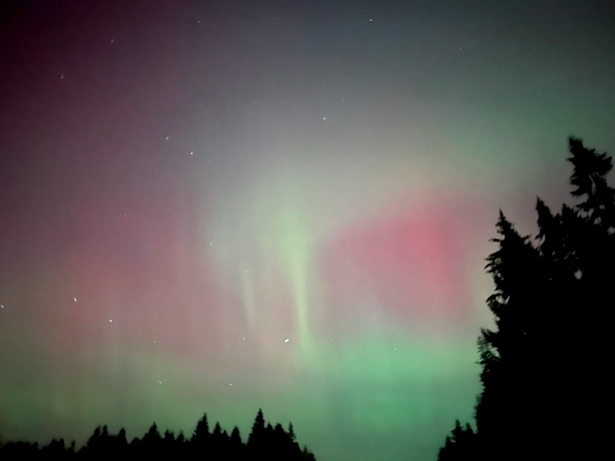 A green night sky streaked with purple, tiny stars dotting it. The edges of silhouette-black trees poke the bottom and edge.