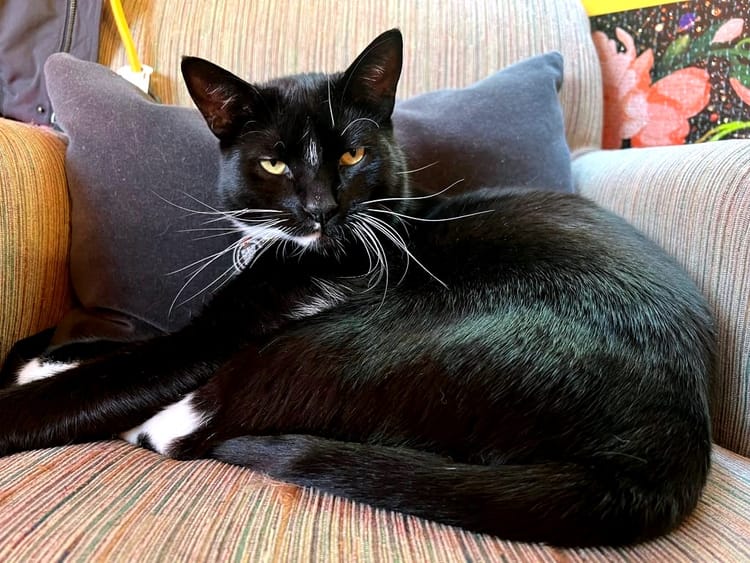 A black cat with white feet sits on a multicolored striped chair against a grey pillow.