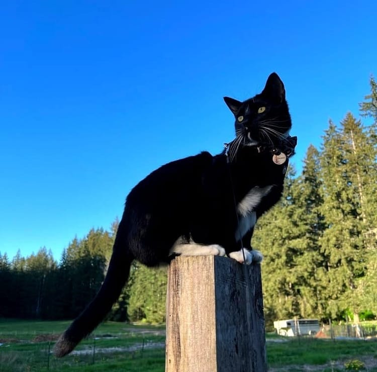 A black cat with white paws and chest sits on a wooden post, tall trees and blue sky behind him.