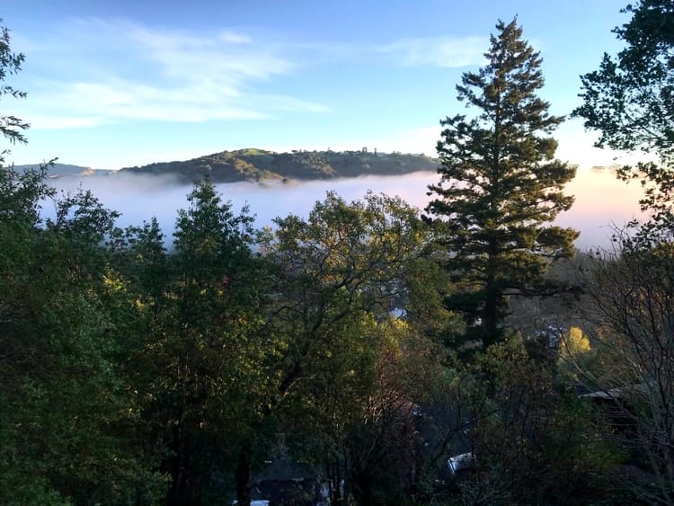 A view of green trees with a rolling, tree-covered hill behind them, swathed in a ribbon of white fog.