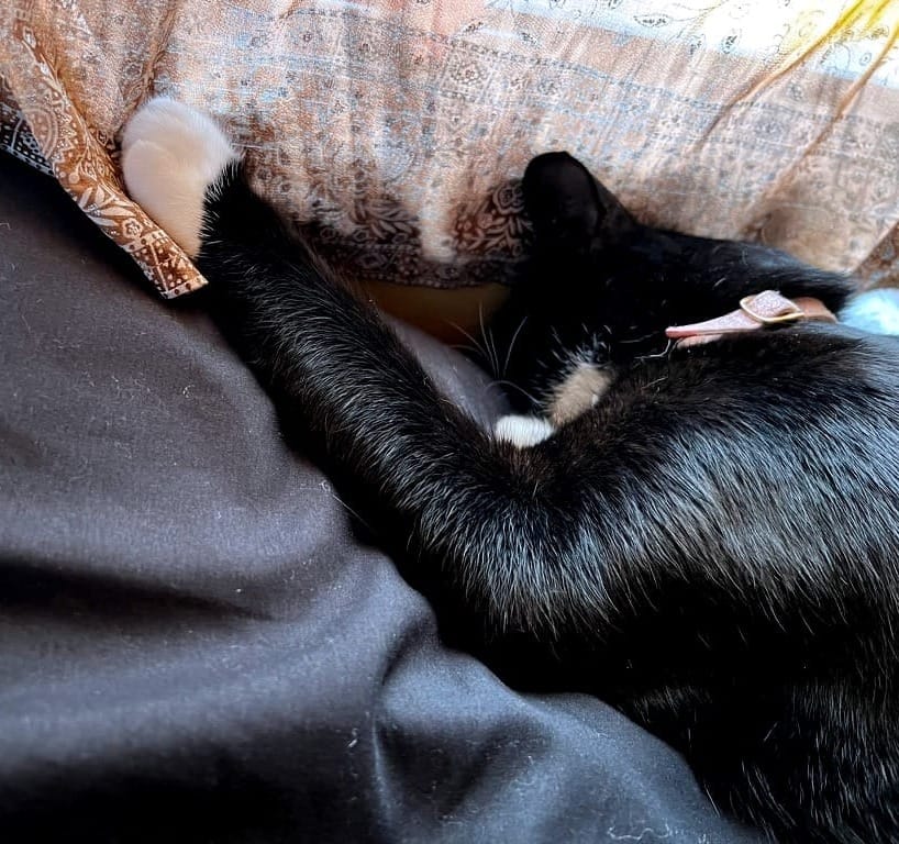 A black cat with white paws asleep facedown on a black pillow against a window with yellow curtains. 