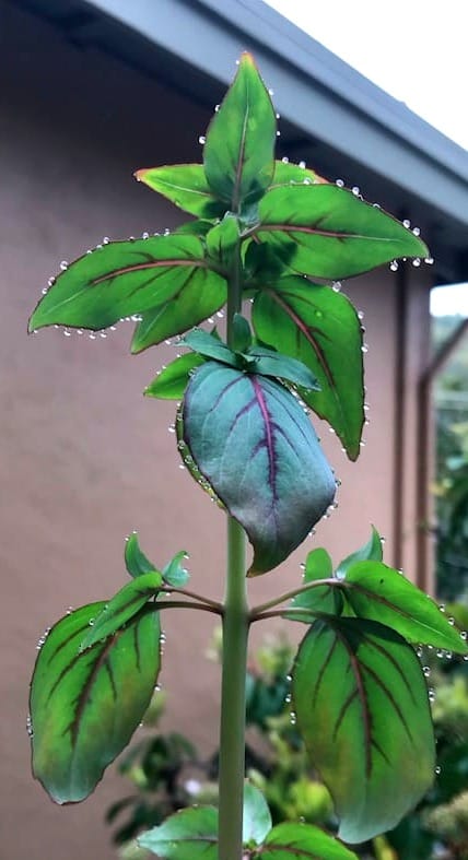 A green plant stalk with leaves rimmed by little drops of dew.