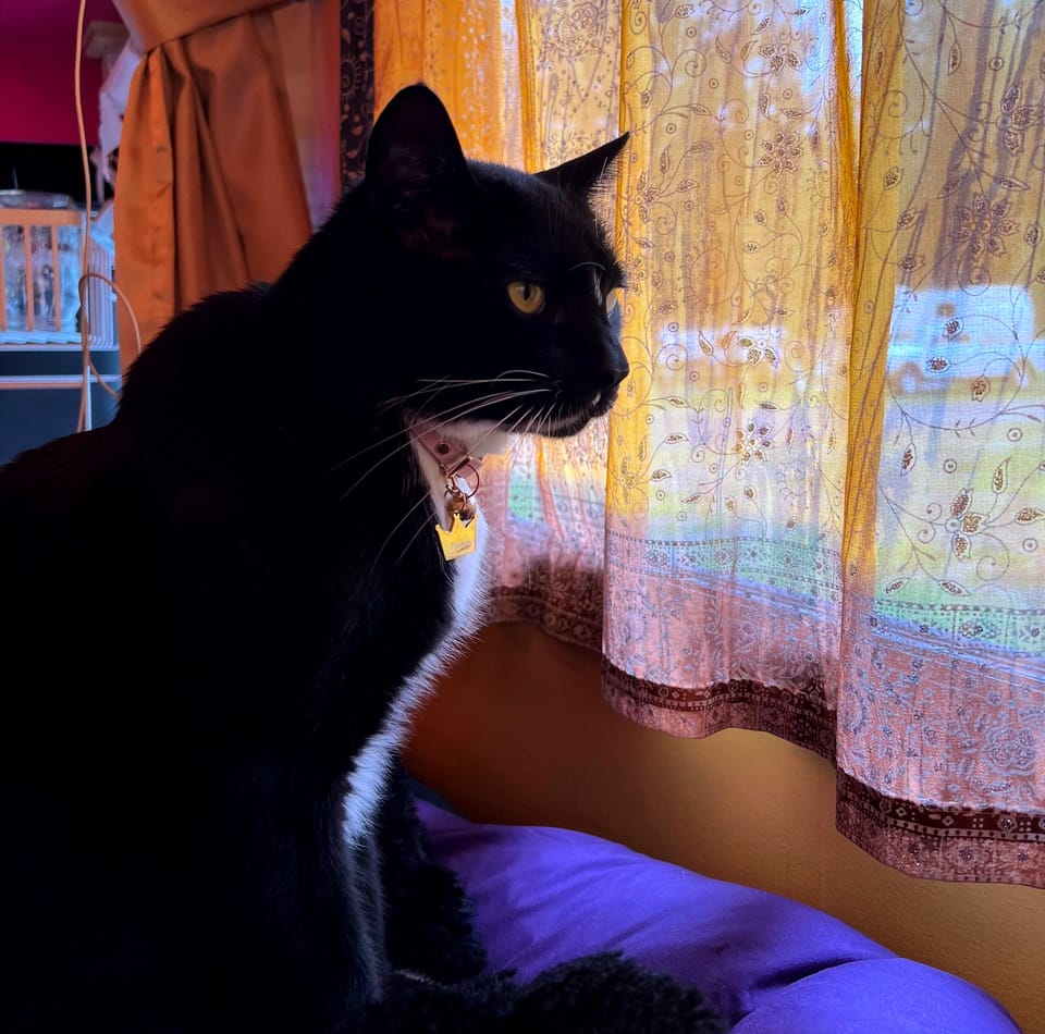 A tuxedo cat stares out sheer gold window curtains.